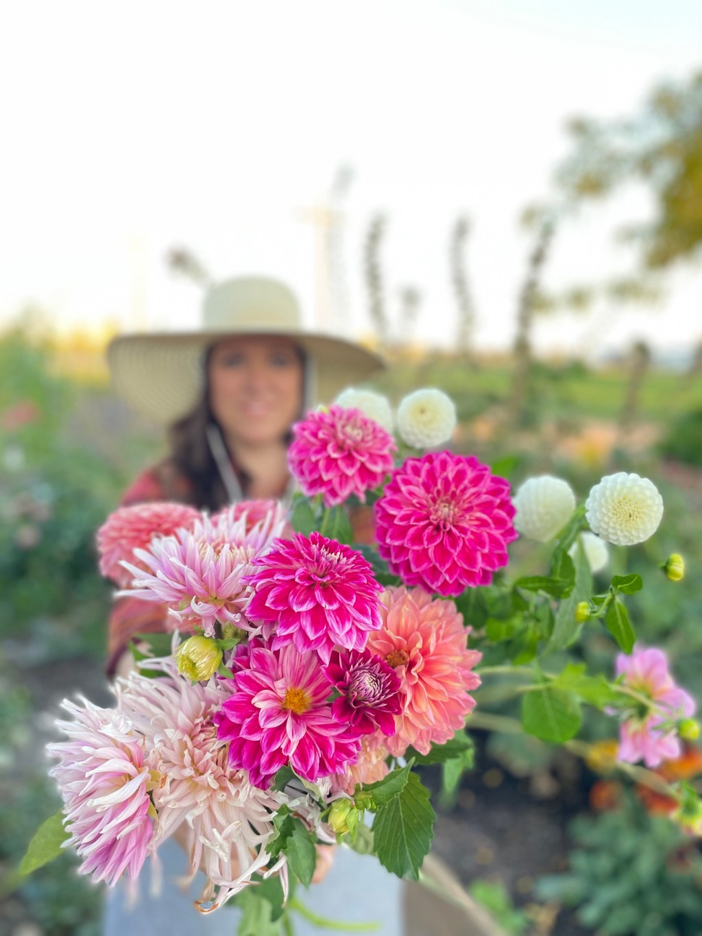 woman holding pink and cream dahlias on her flower farm in Fruita, Colorado